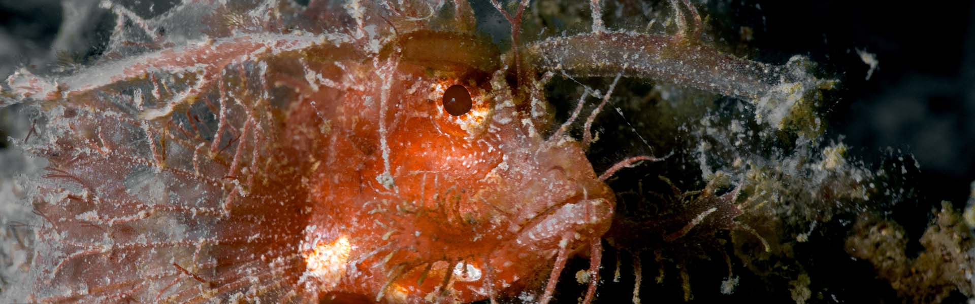 Ambon Scorpionfish